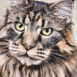 Футболка Roxo Cat от бренда MOLO Молочный