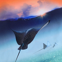 Футболка Raul Into The Sunset от бренда MOLO Оранжевый Голубой