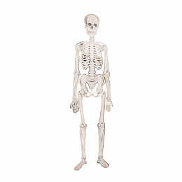 Скелет с золотым тиснением 135 см от бренда Tim & Puce Factory