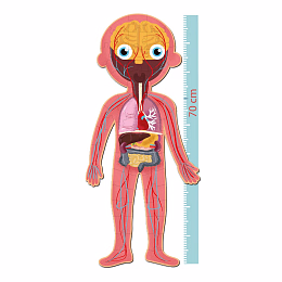 Пазлы Человеческое тело от бренда Apli Kids