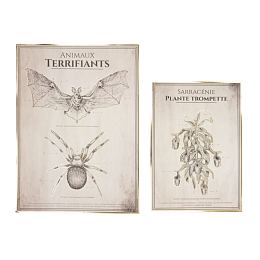 Постер Кабинет анатомии с золотым тиснением 2 шт от бренда Tim & Puce Factory