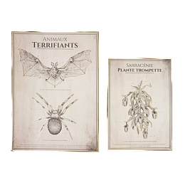 Два постера Кабинет анатомии с золотым тиснением от бренда Tim & Puce Factory